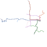 Watsonia - Revised (unknown)